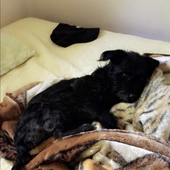 Meet your Posher, Arnold - Picture 1 of 1